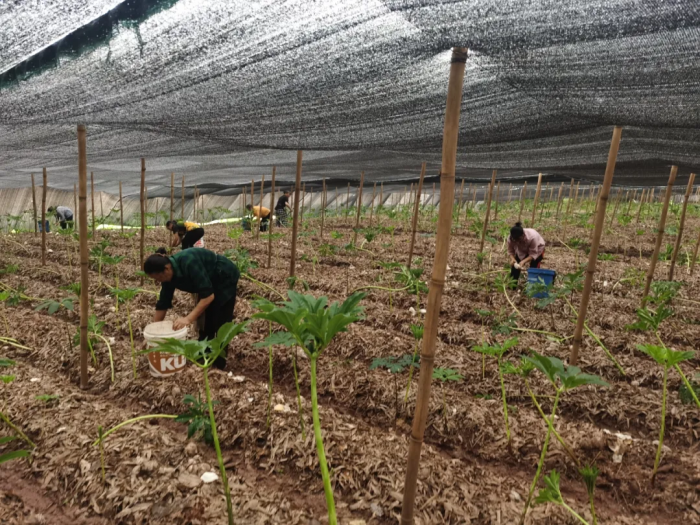 村民在大棚里采择竹荪