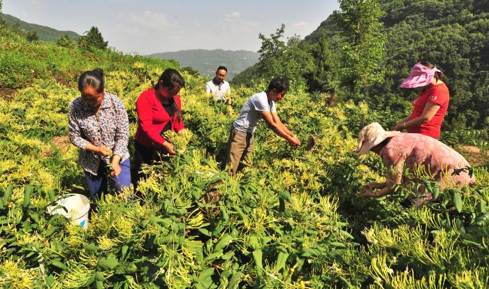 村民采摘金银花.jpg