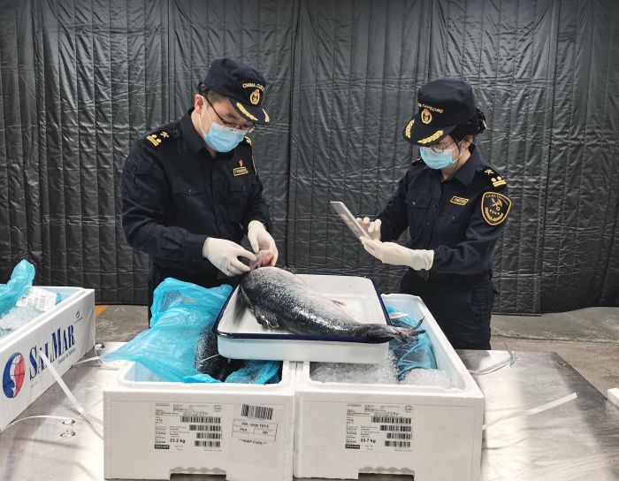 成都海关所属双流机场海关关员查验进口冰鲜三文鱼。