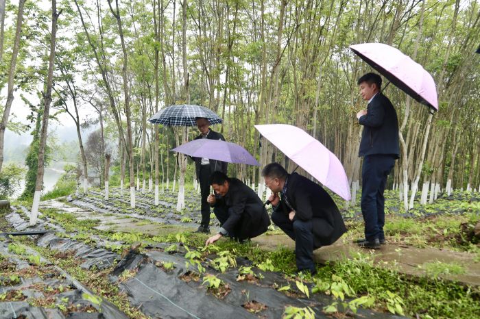 4月9日董事长考察淫羊藿基地.jpg