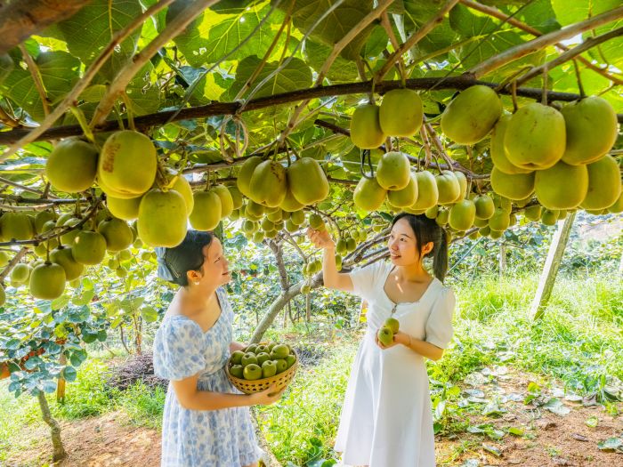 杏彩体育登录石棉猕猴桃：红心甘甜果飘香