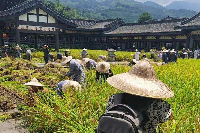 丰收景像
