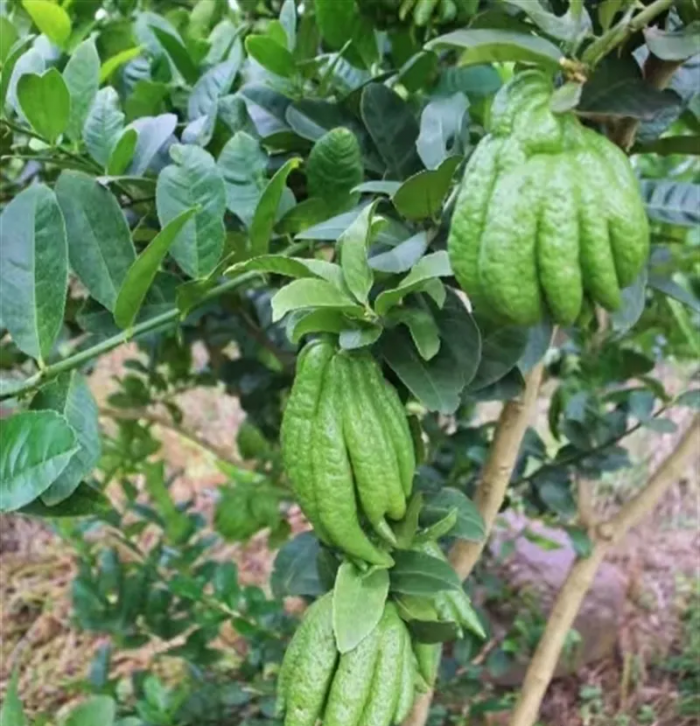 佛手柑坠满枝头