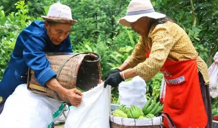 村民采摘佛手柑