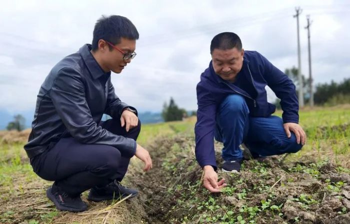 熊许平（左）、洋仁华（右）观察油菜苗长势