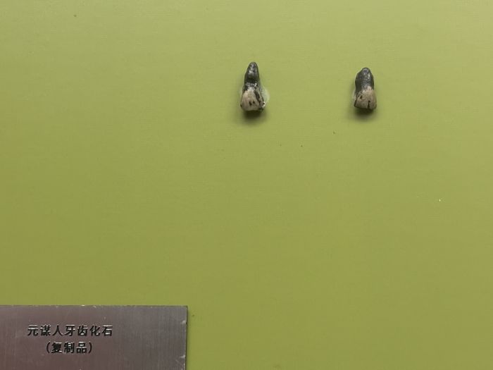 元谋人牙齿复制品
