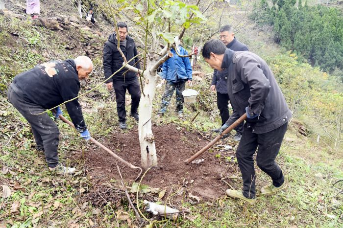 村民们进行核桃树冬管.JPG