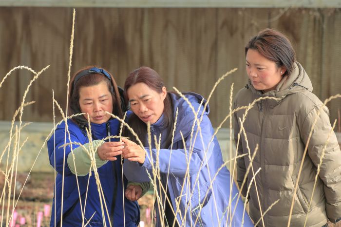 指导牧草种植