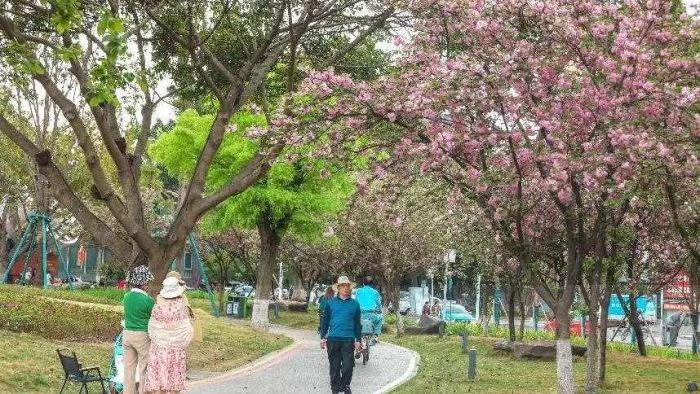 城市中植绿 生活中添景色——德阳发布园泛亚电竞林绿化亮眼“成绩单”(图2)