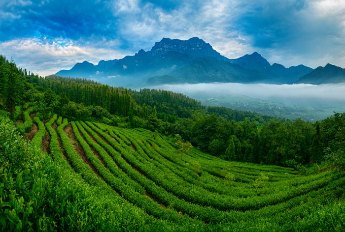 林间绿茶峨眉雪芽P1640440y-Pano_副本