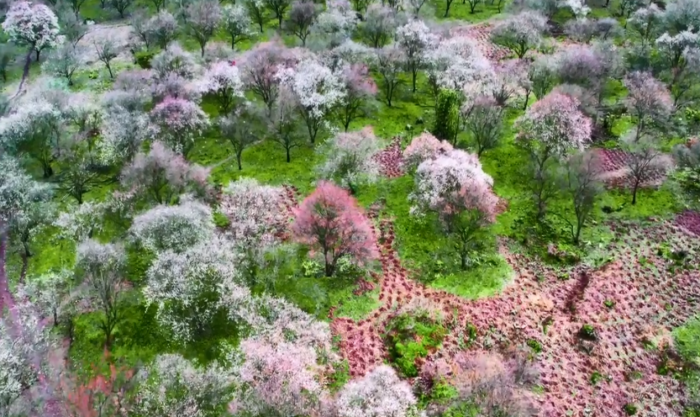 满眼盛开的梅花