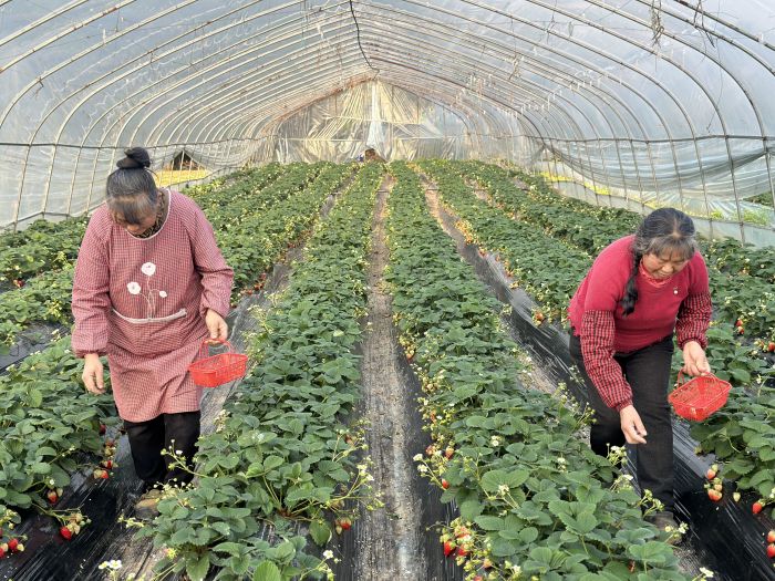 果农采摘成熟草莓