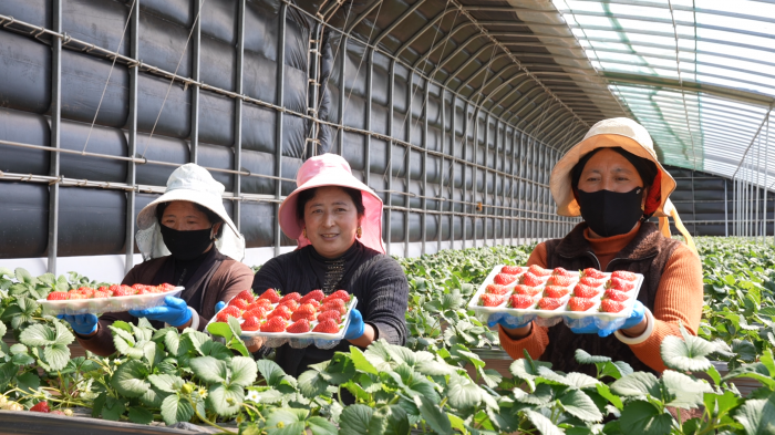 老百姓采摘的草莓成熟.png