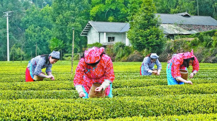 采摘茶叶.jpg