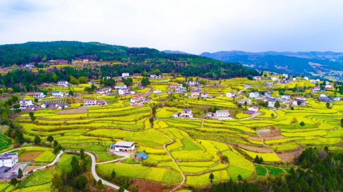 油菜花.jpg
