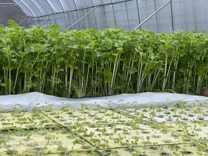 芹菜基地内的芹菜逐渐吐绿