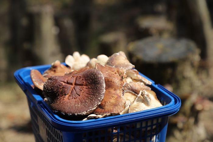 椴木香菇