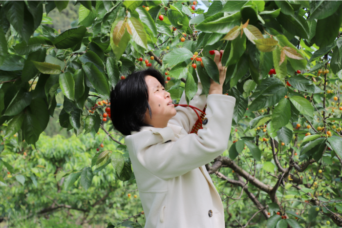 村民摘樱桃
