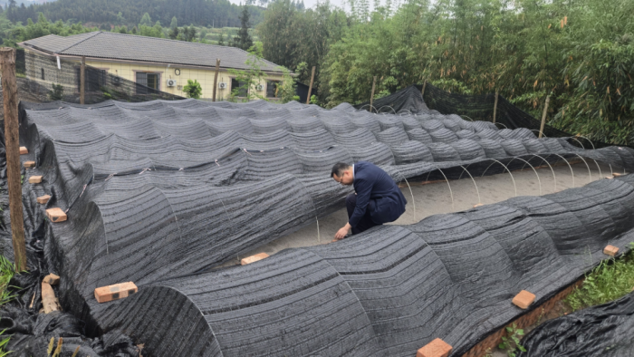 油茶育苗基地