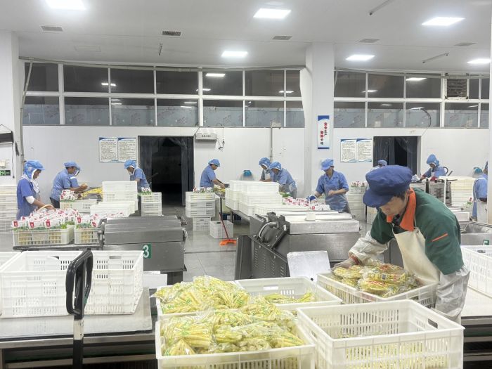鑫佰汇食品有限公司正在加工生产竹笋