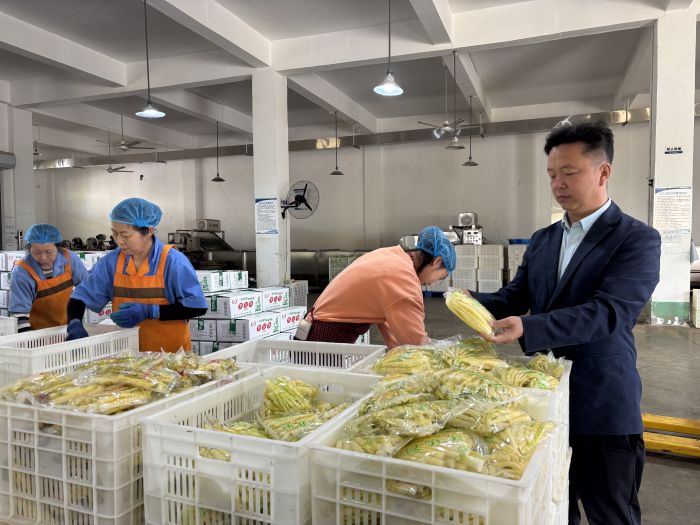 胡云华检查公司刚生产出来的竹笋产品