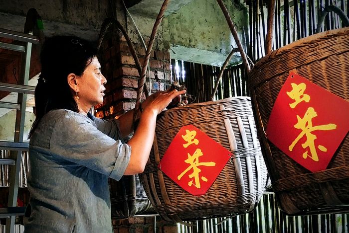 观察古树虫茶.jpg