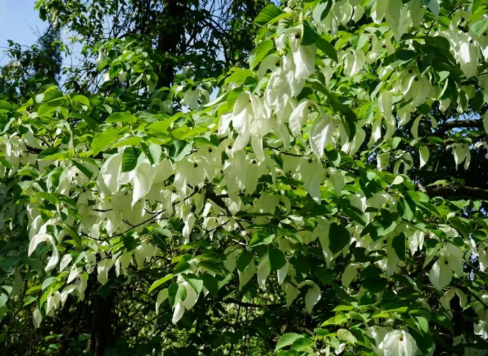珙桐花开2