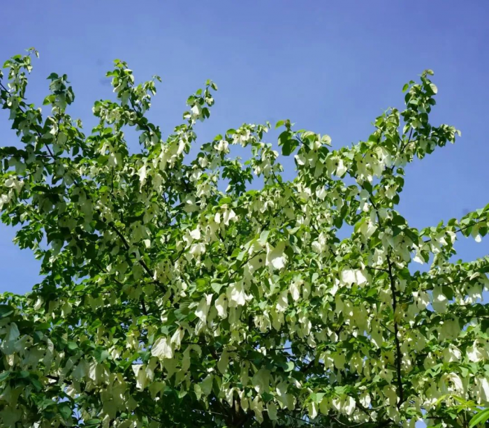 珙桐花开1