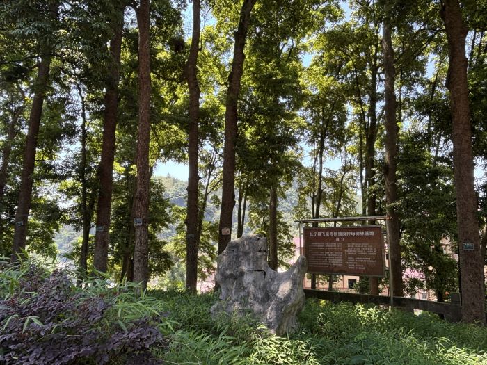 长宁县飞泉寺桢楠良种母树林基地