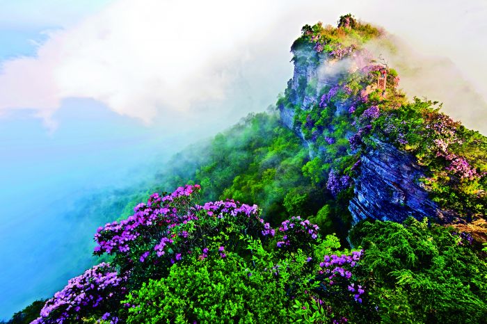 云岭花海.jpg