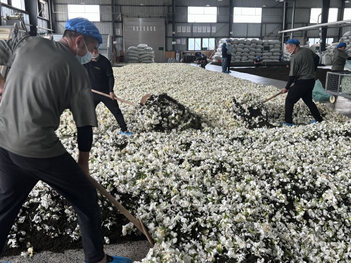 公司员工正在窨制花茶