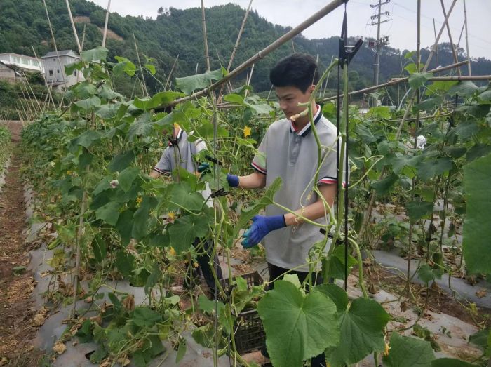 宜宾职校学生在黄瓜地里实践1