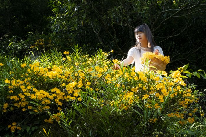黄草花开 (1)