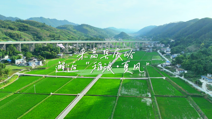稻浪 夏风