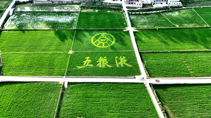 五粮液酿酒专用粮基地