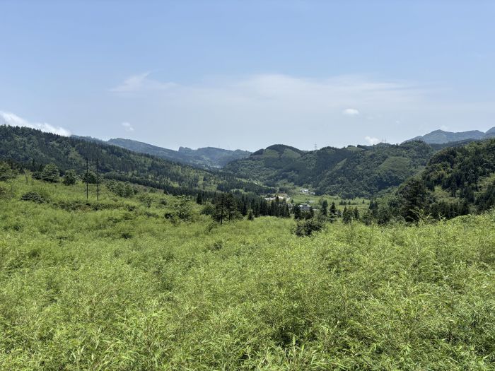 仙峰苗族乡方竹基地