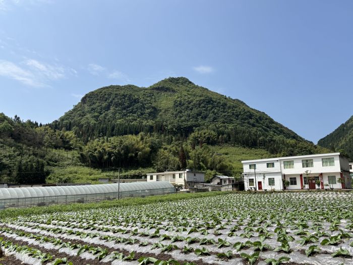 仙峰乡高山农业和康养旅游蓬勃发展