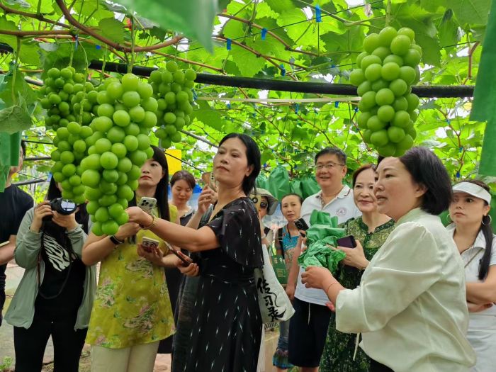 市民采摘有机葡萄