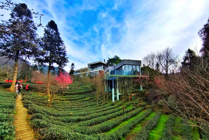 峨眉雪芽有机茶生产基地