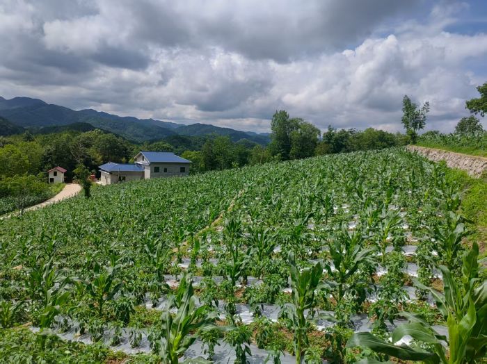 “辣椒+玉米”种植模式.jpg
