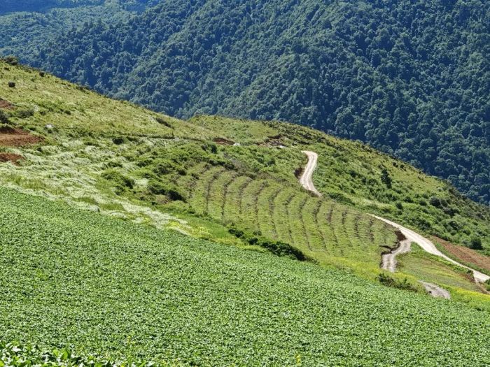 勒乌乡祖马村高山蔬菜种植基地