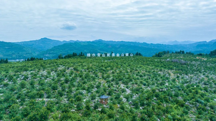 沙湾区现代化产业基地