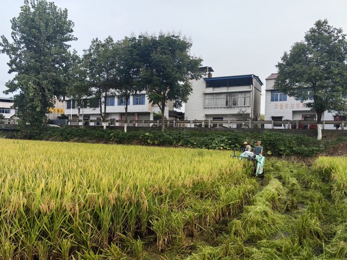 小型收割机收割水稻.jpg