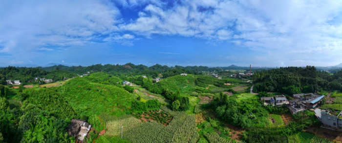 马村镇杨湾村川佛手种植基地