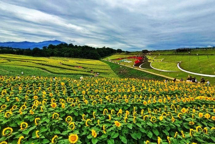 美丽花海