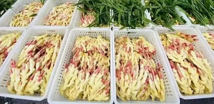 西坝生姜