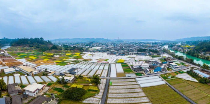 西坝镇建新村西坝生姜基地全景