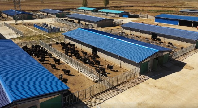 甘孜县高标准建设牦牛产业园