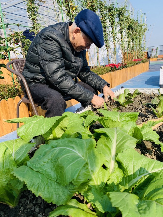 老人在蓉逸好邻·新安居社区康养中心种菜jpg