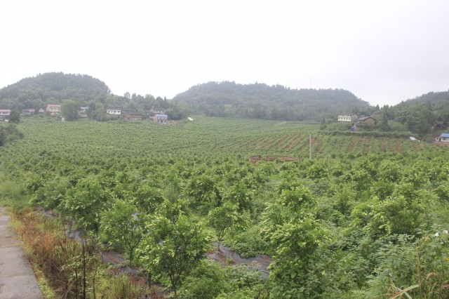 FZ1004838793_A331296.jpg